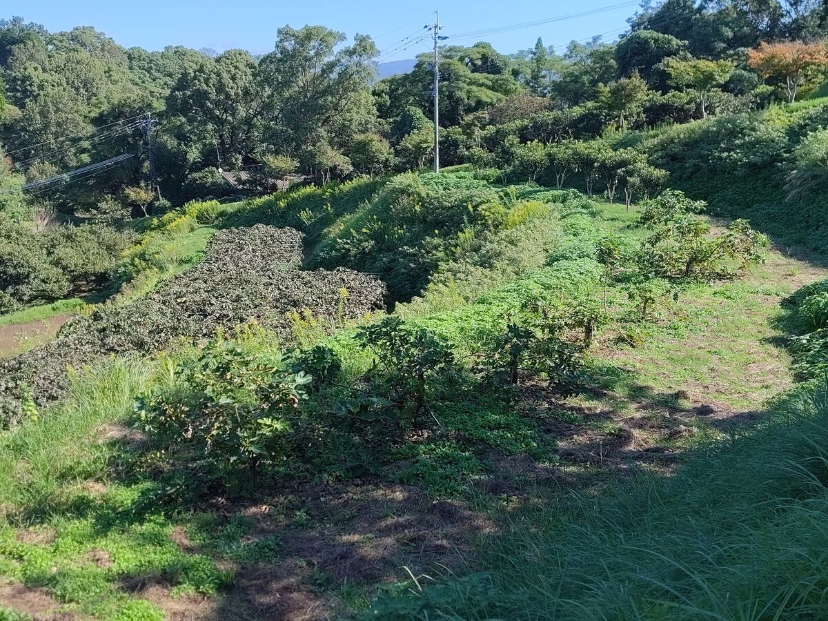 西側に植えてあります