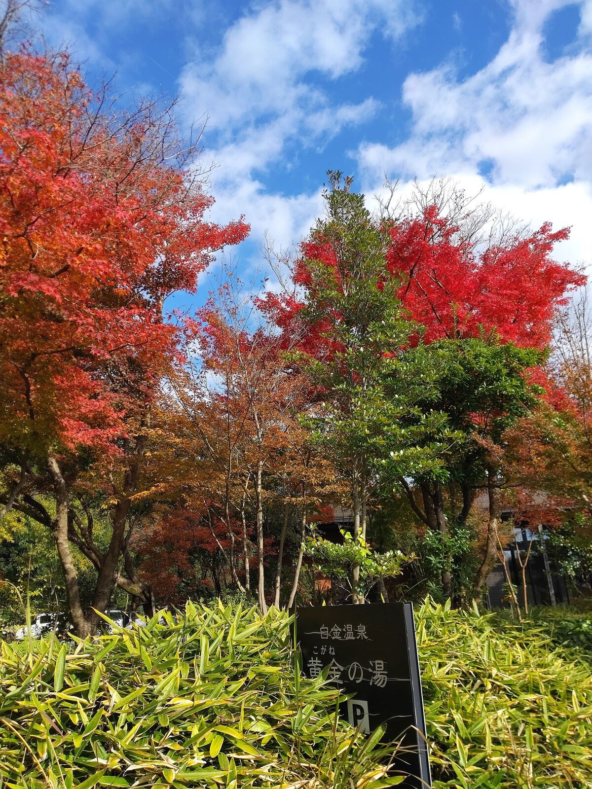 黄金の湯より　紅葉真っ盛り